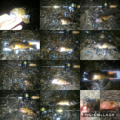 まだメバルポンポン